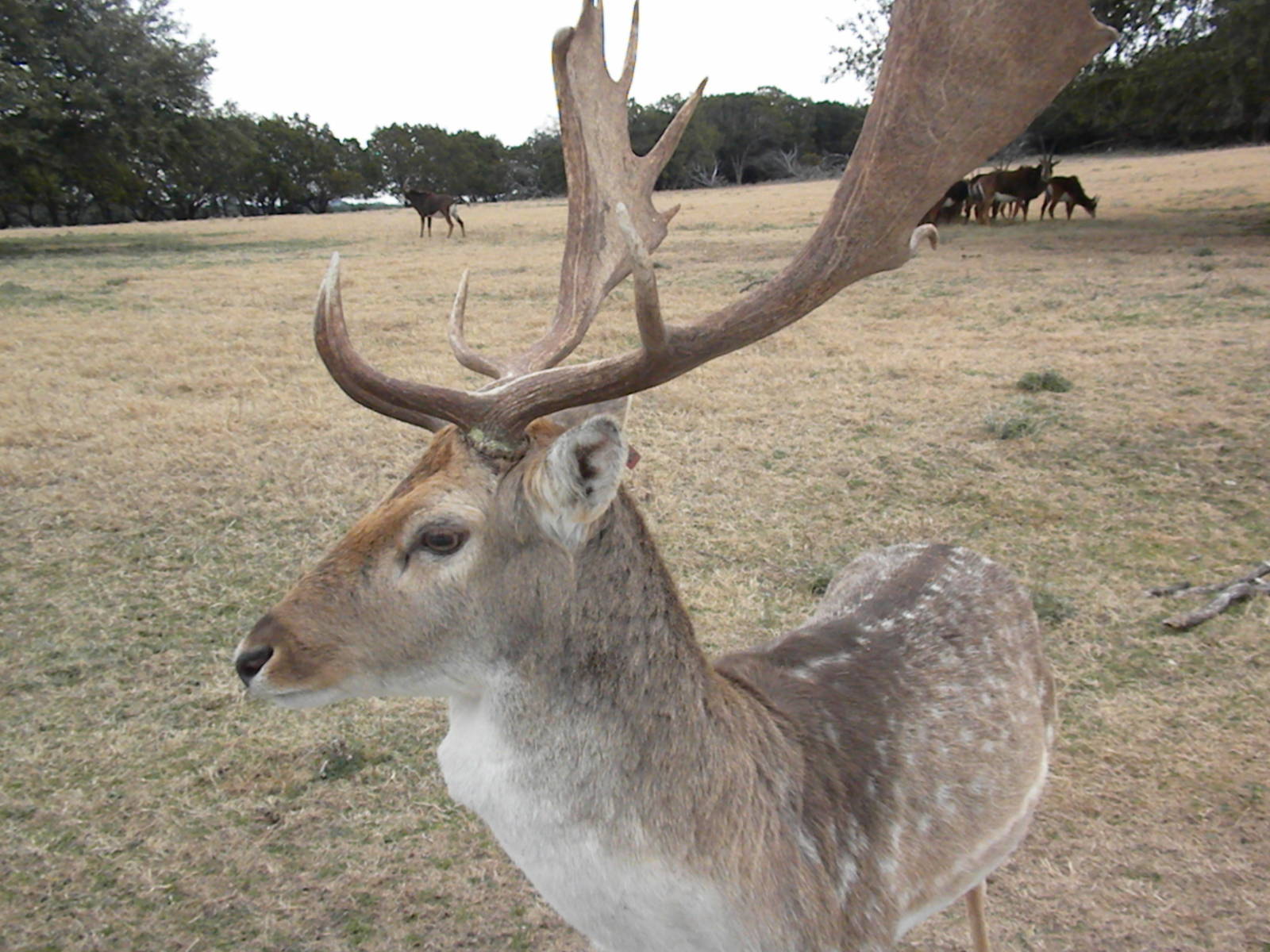 Fallow Deer