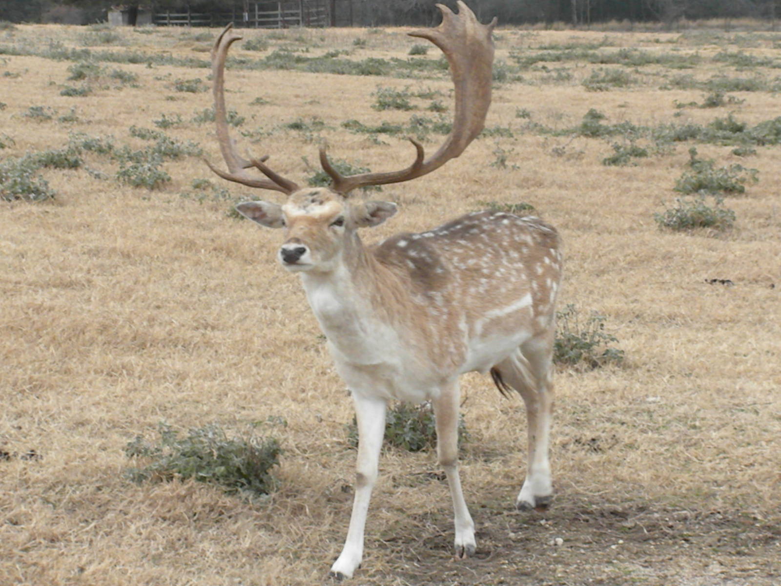 Fallow Deer