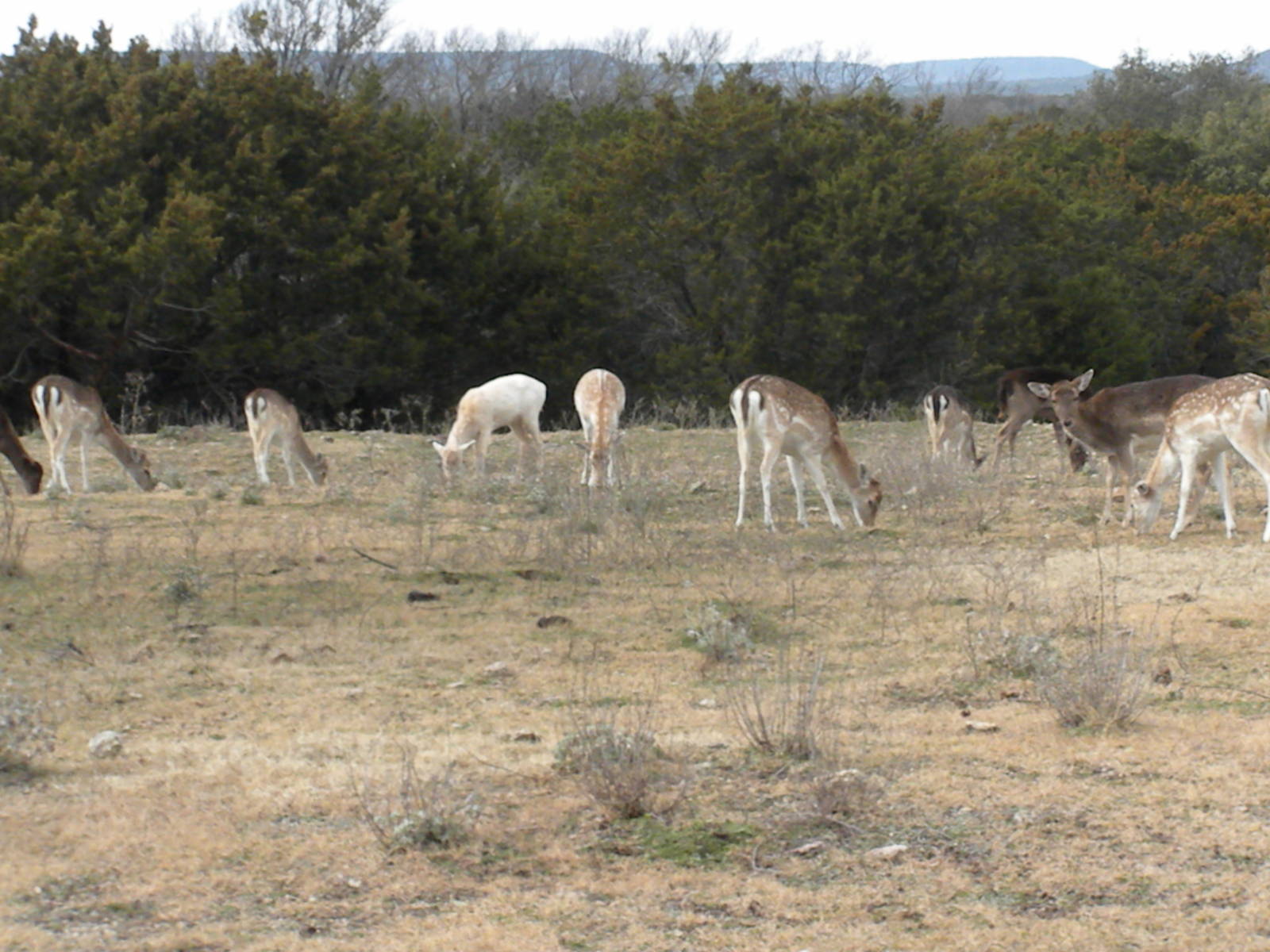 Fallow Deer