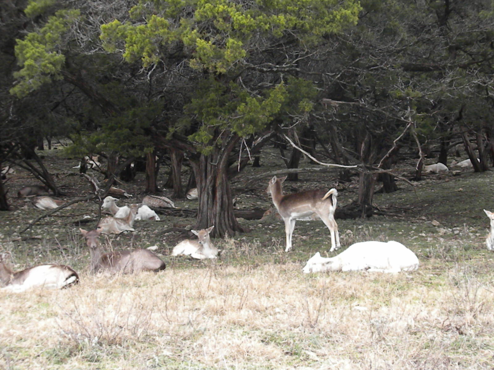 Fallow Deer