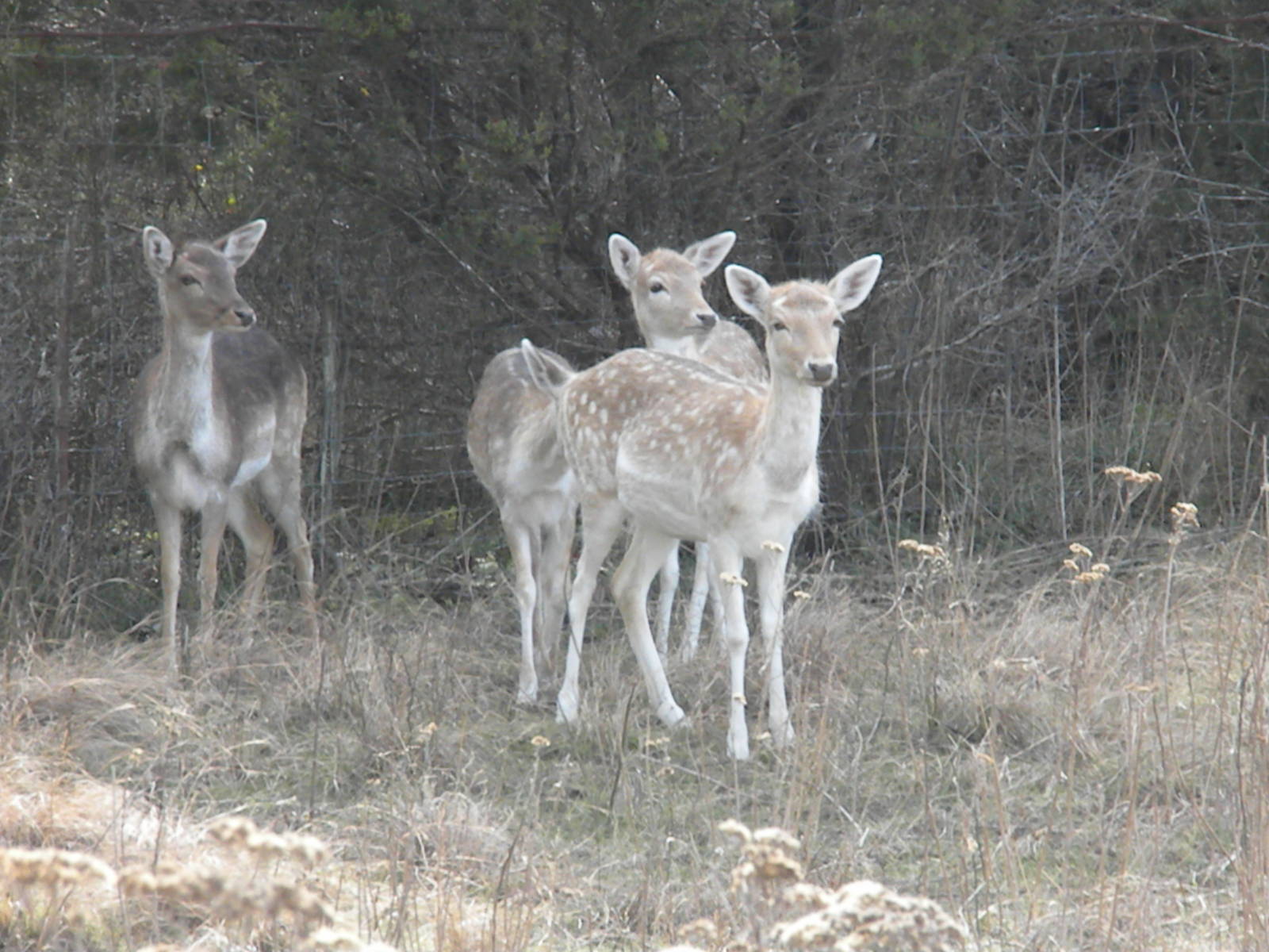 Fallow Deer