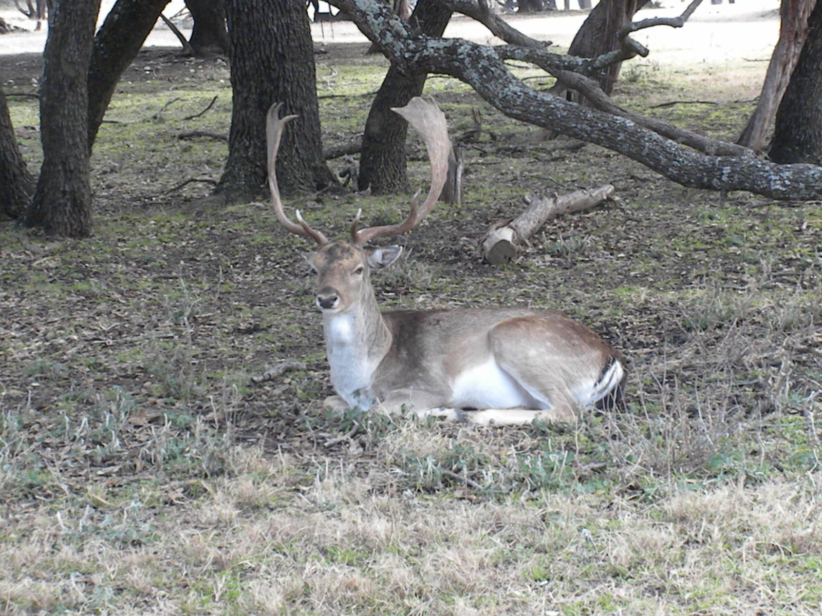 Fallow Deer