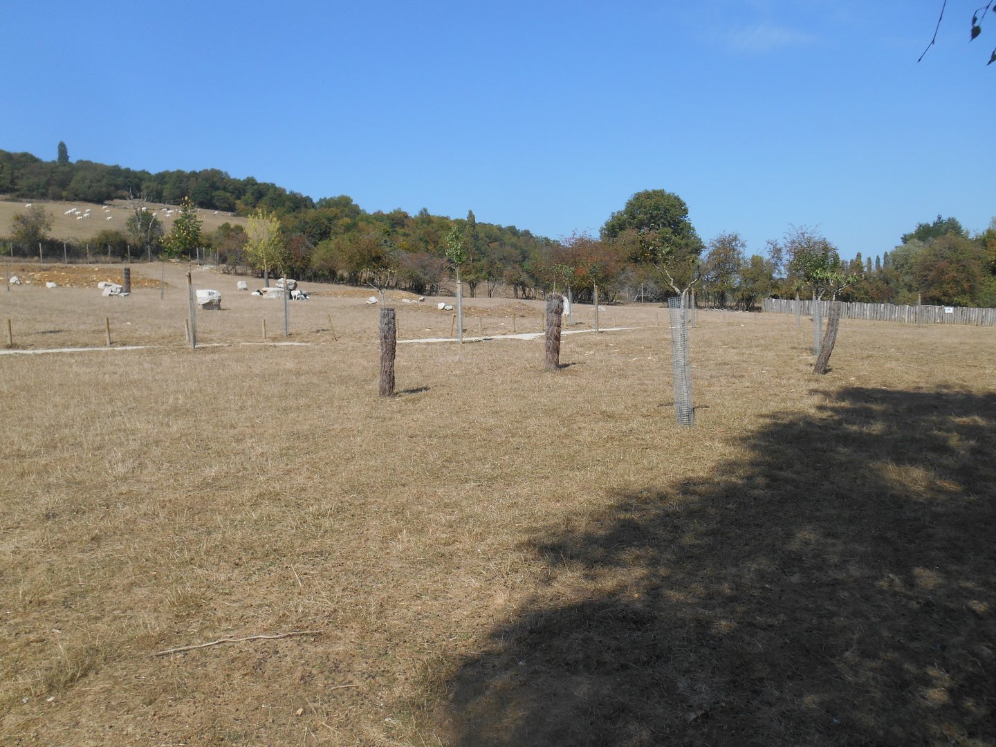 Fallow Deers Contact Exhibit