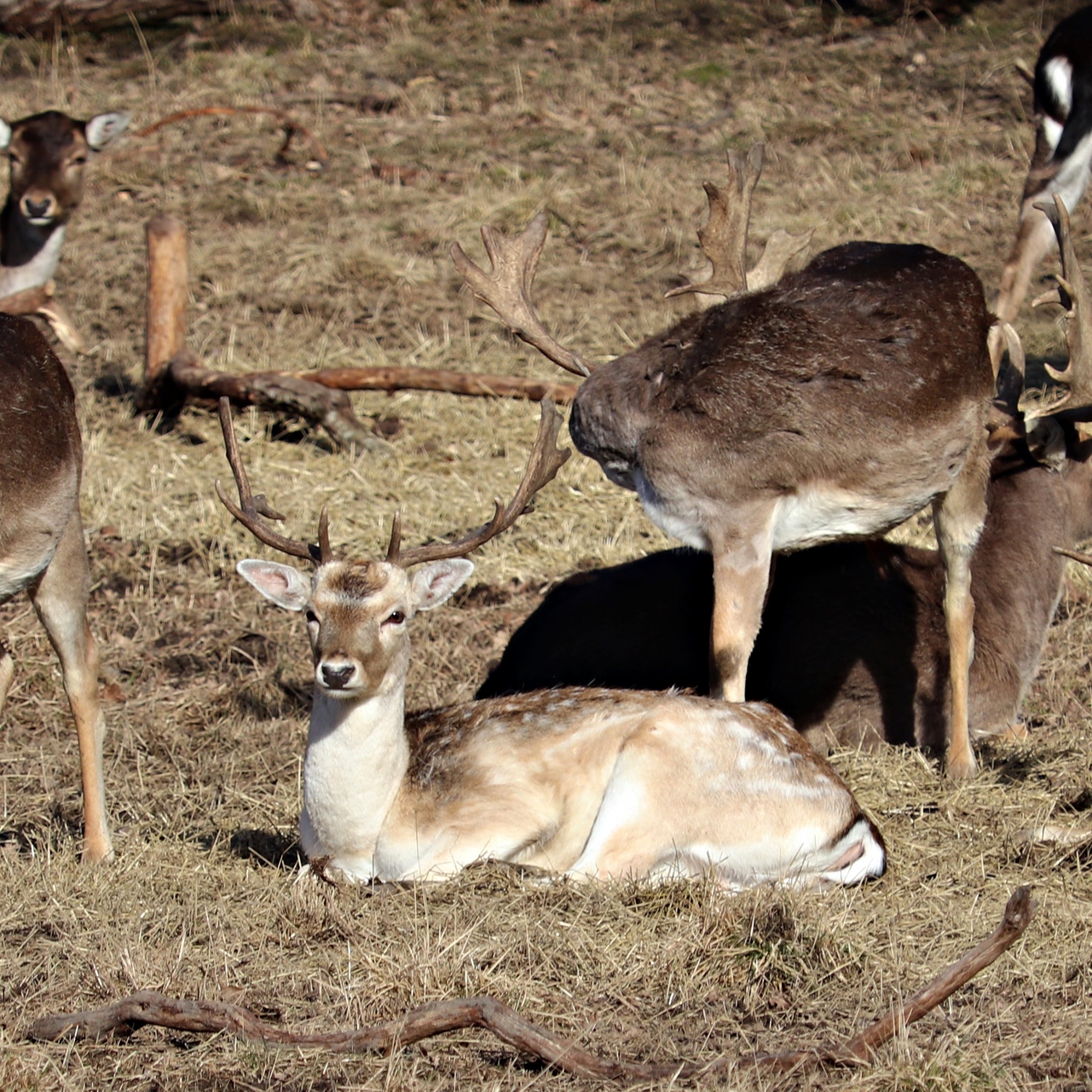 Fallow deers (Dama dama) - Gripsholm Deer Field