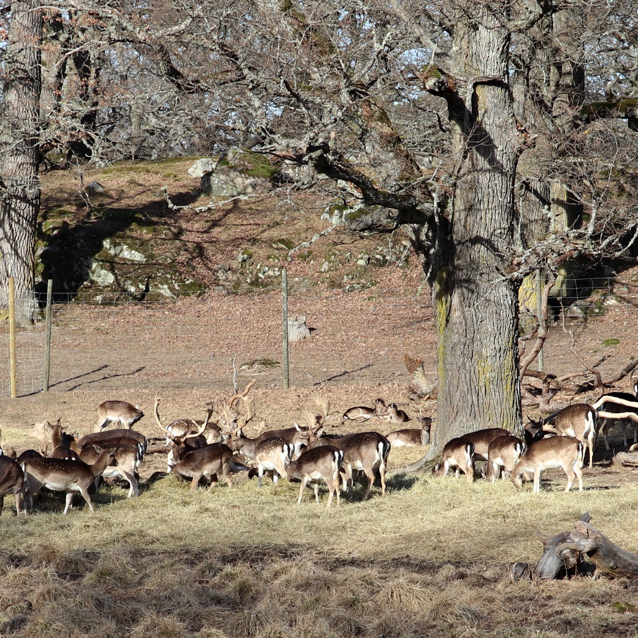 Fallow deers (Dama dama) - Gripsholm Deer Field