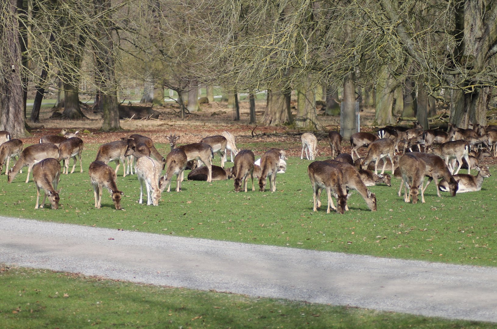 Fallow deers (Dama dama)