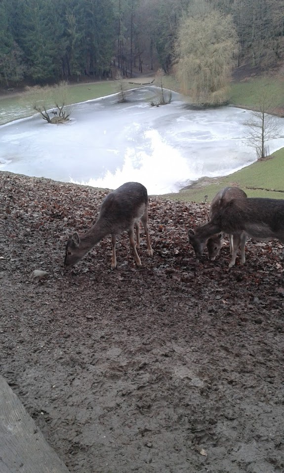 Fallow Deers standing in front of frozen lake- 2016