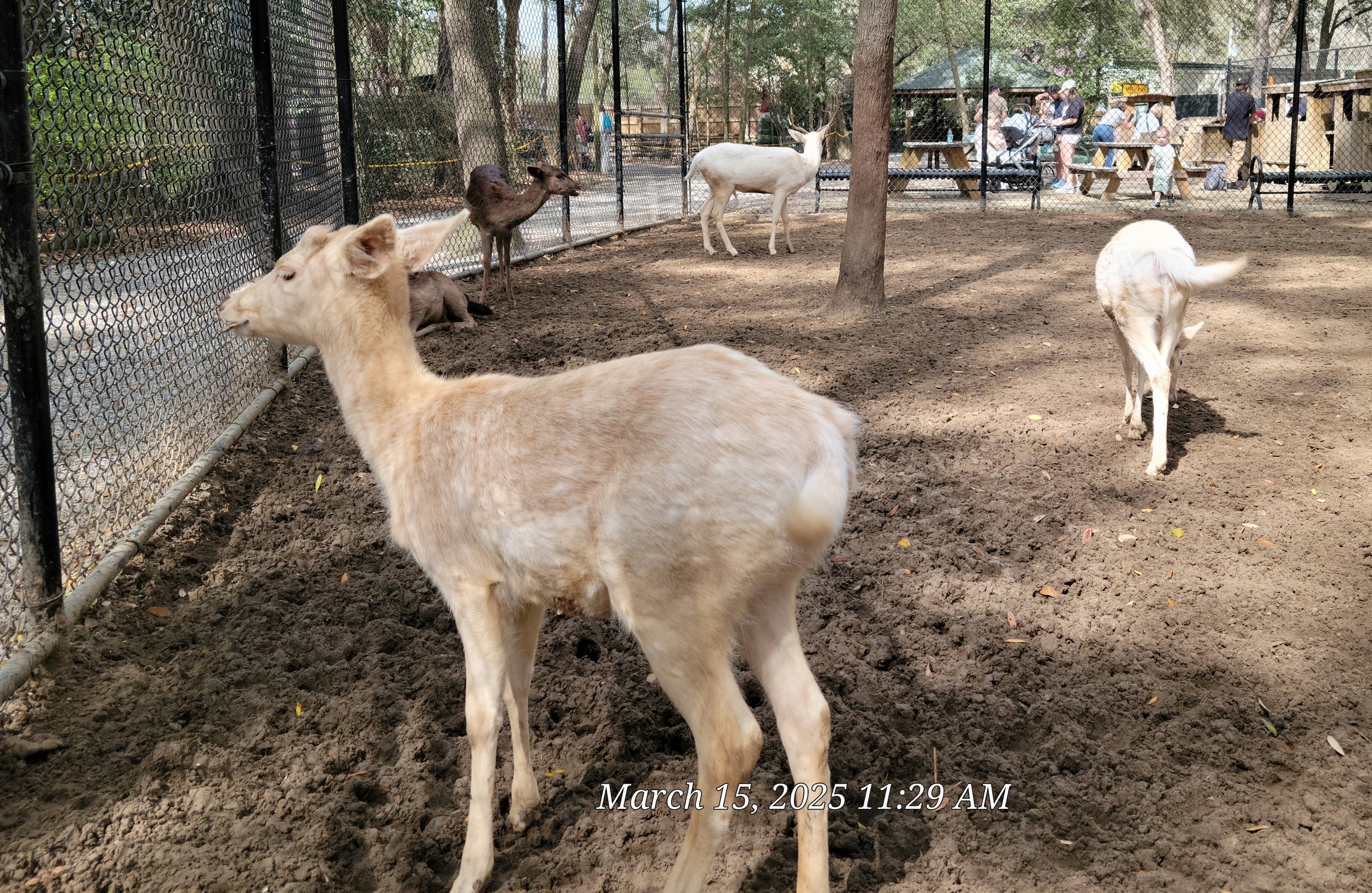 Fallow Dees - Bee City Zoo - March 2025