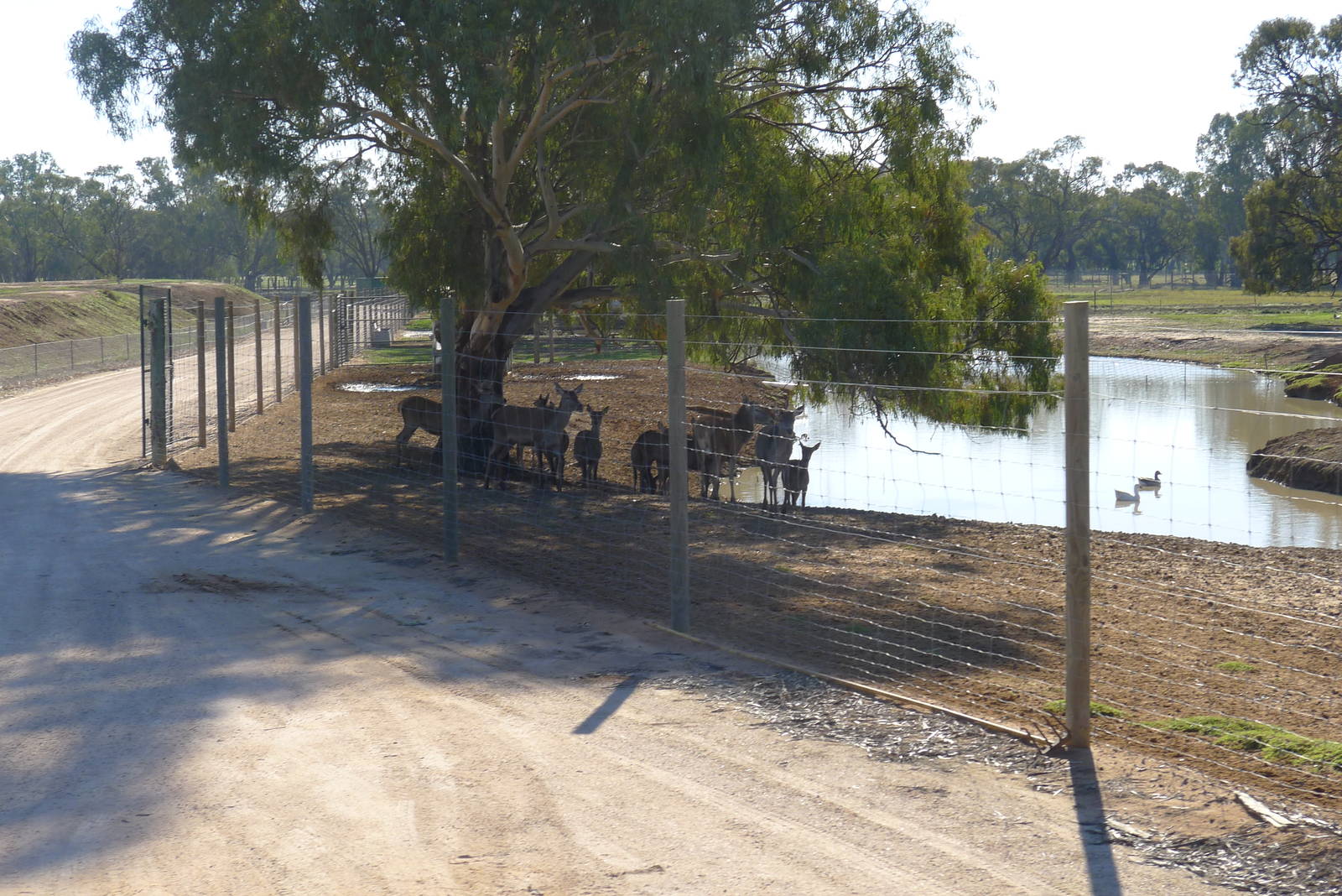 Fallow & Red Deer paddock