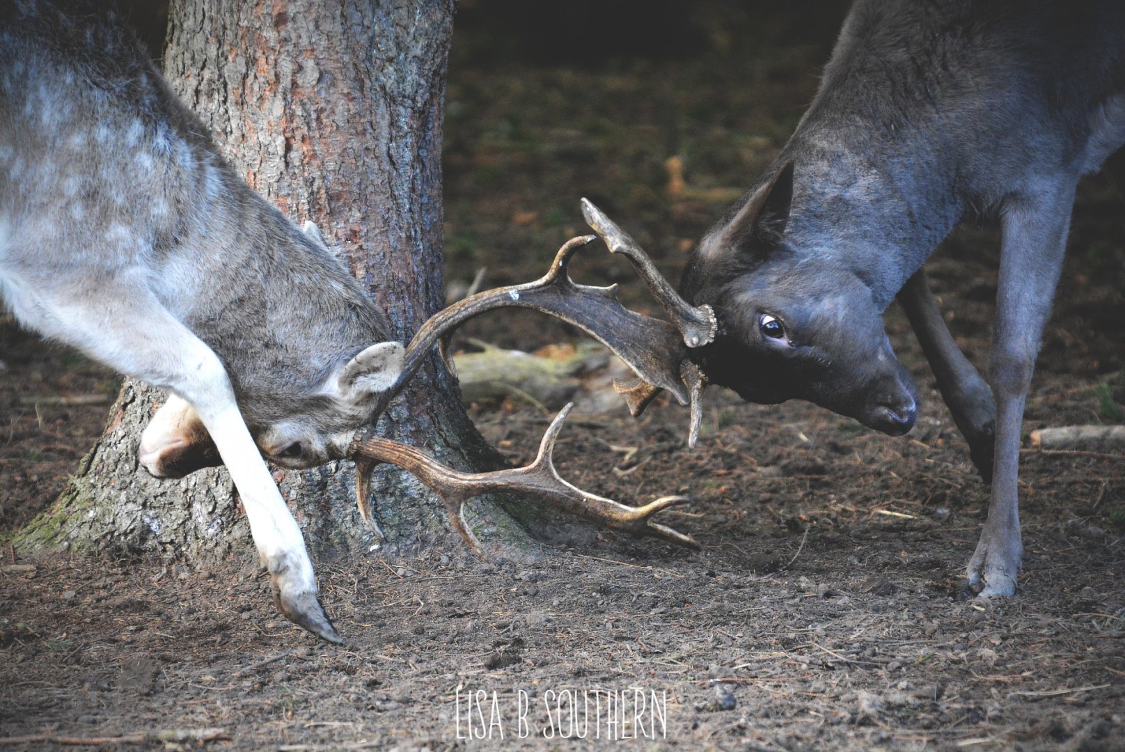 Fallow Stags