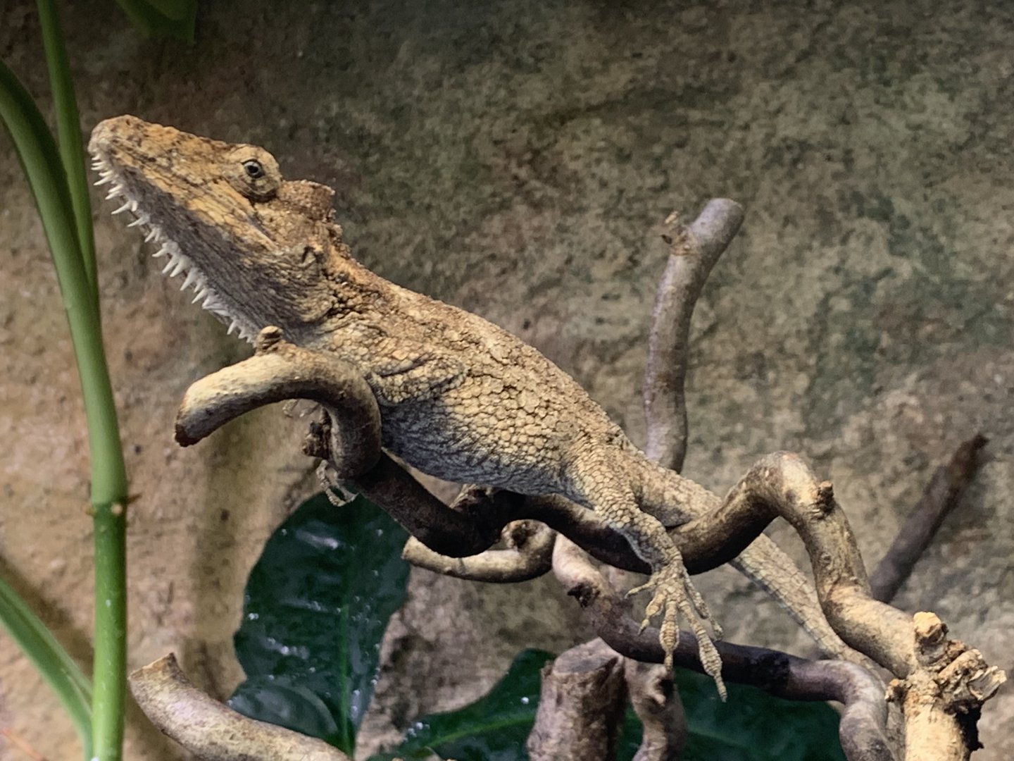 False chameleon anole
