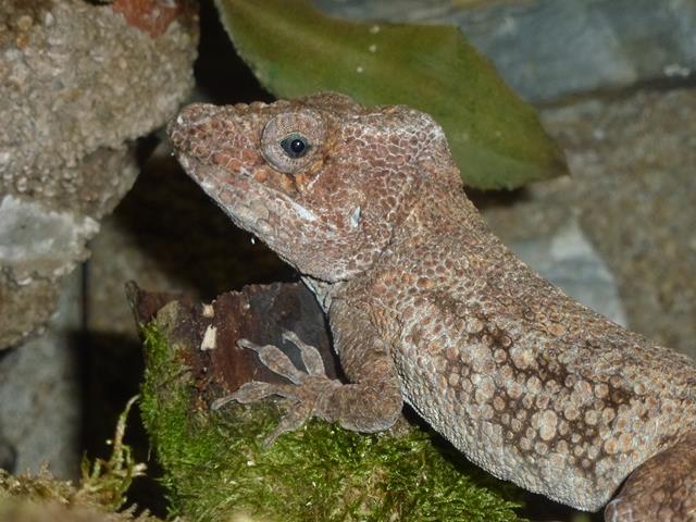 False chameleon, October 2013.