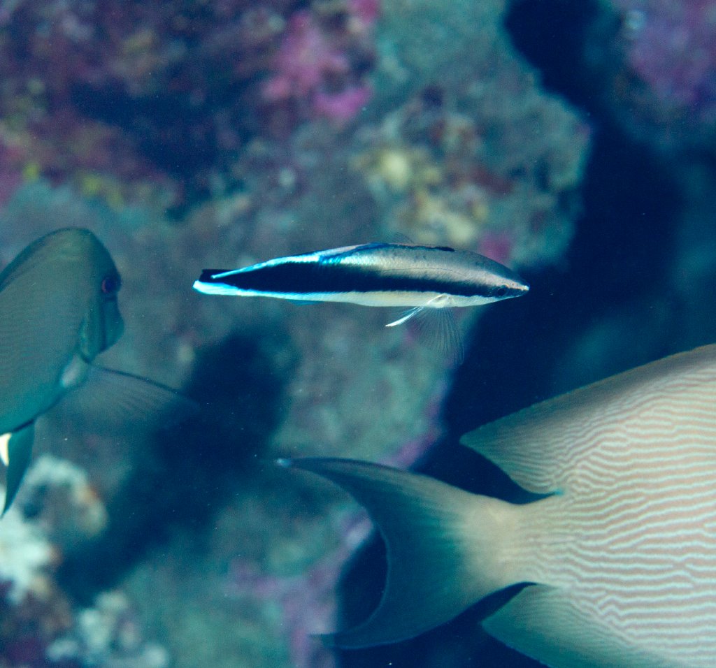 False Cleaner Blenny (Aspidontus taeniatus)
