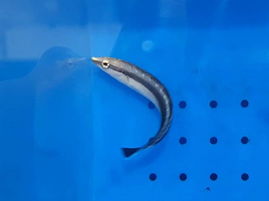 False Cleanerfish (Aspidontus taeniatus)