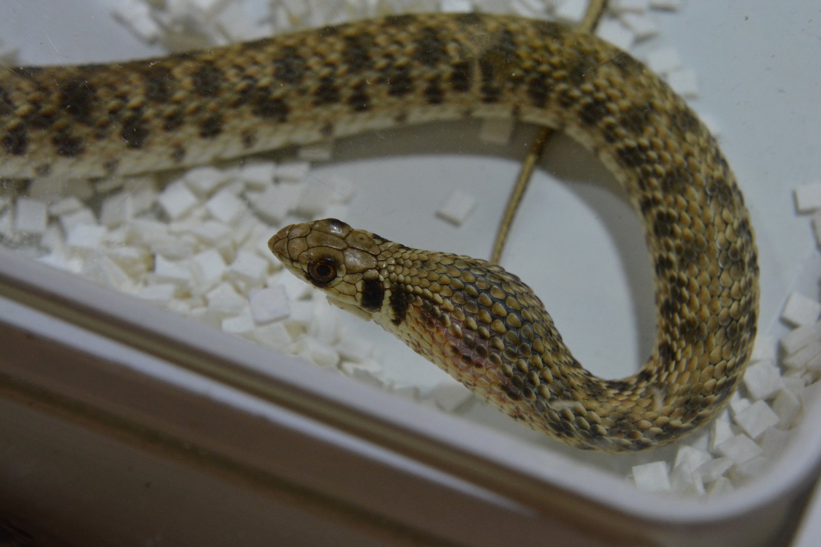 False cobra (Malpolon moilensis)