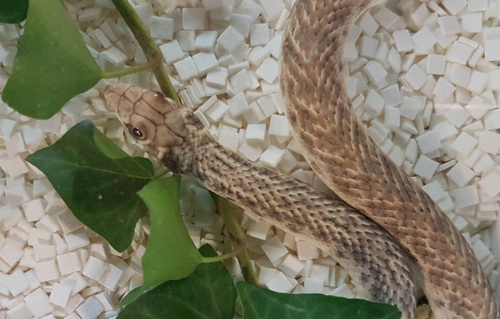 False cobra - Rhagerhis moilensis