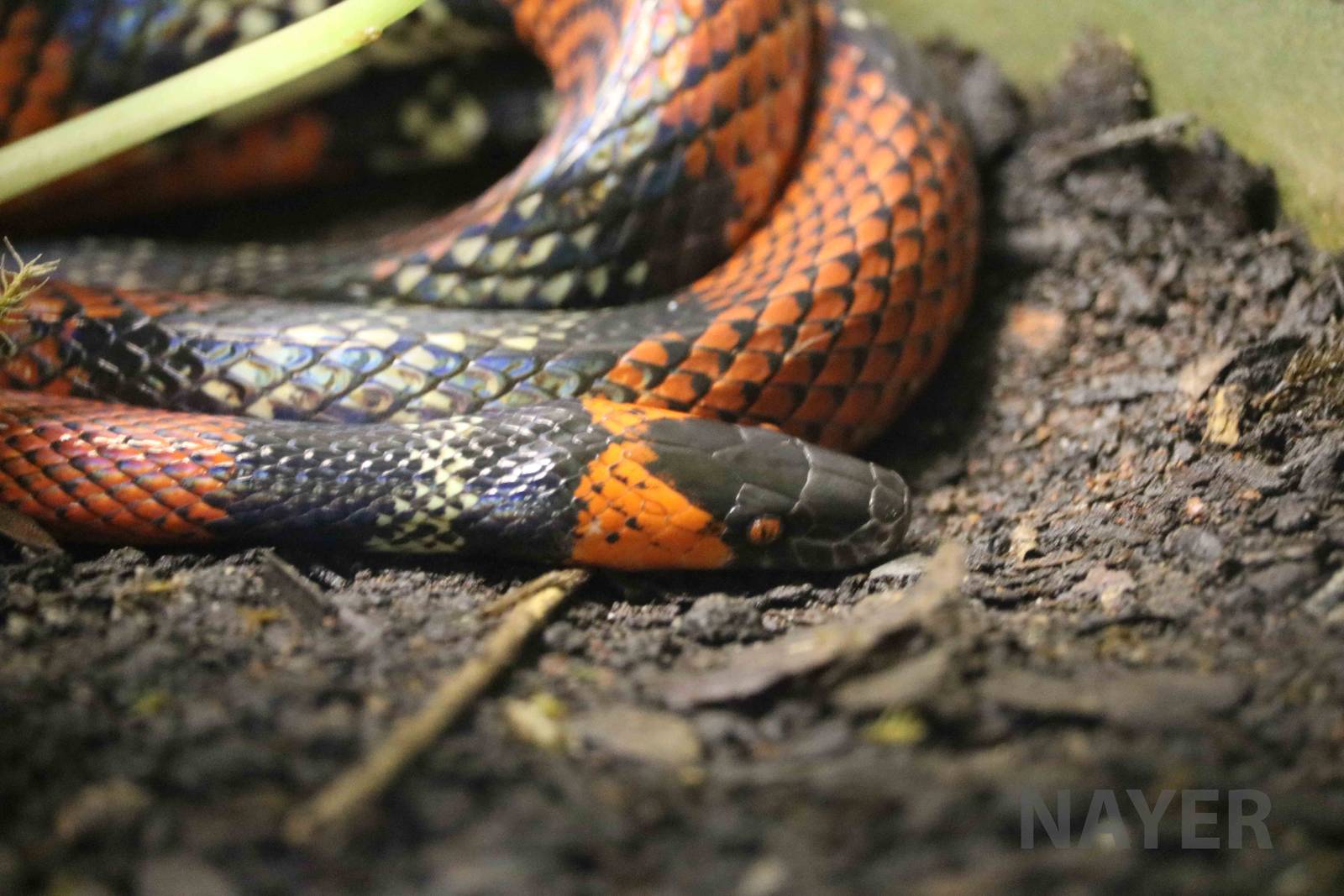 False coral - Instituto Butantan, 2016