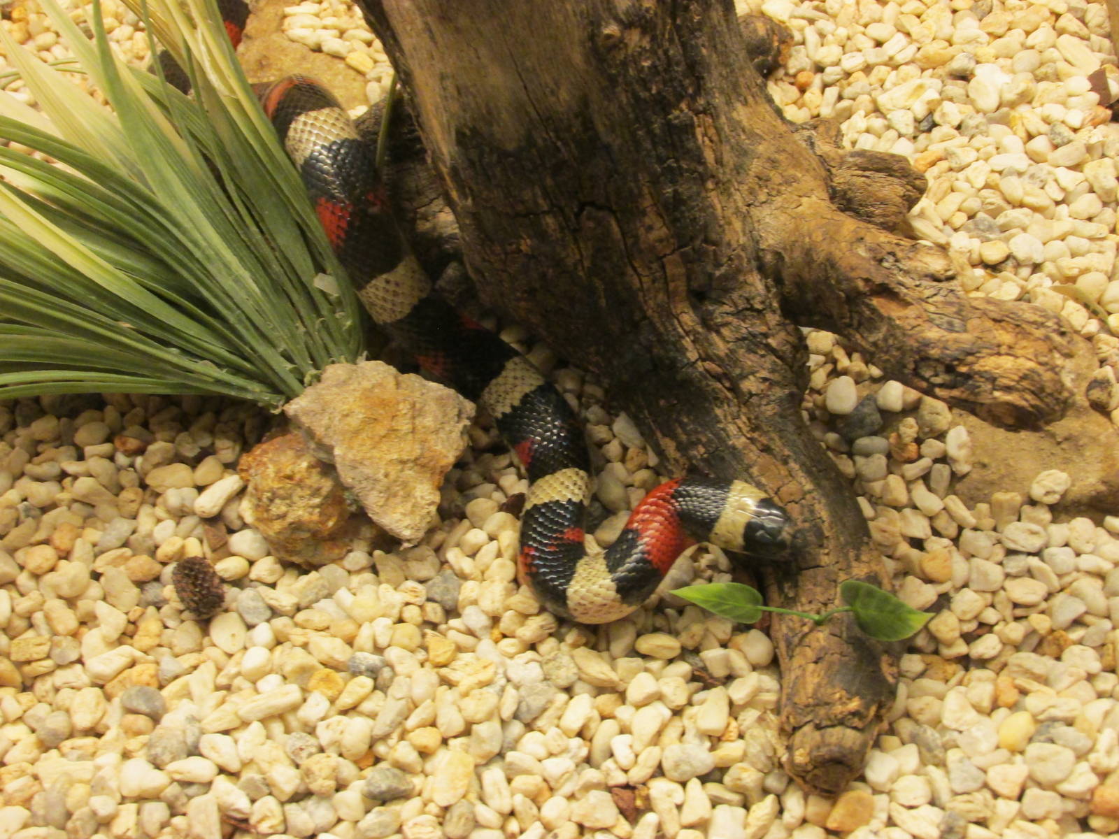 false coral snake san juan de aragon zoo