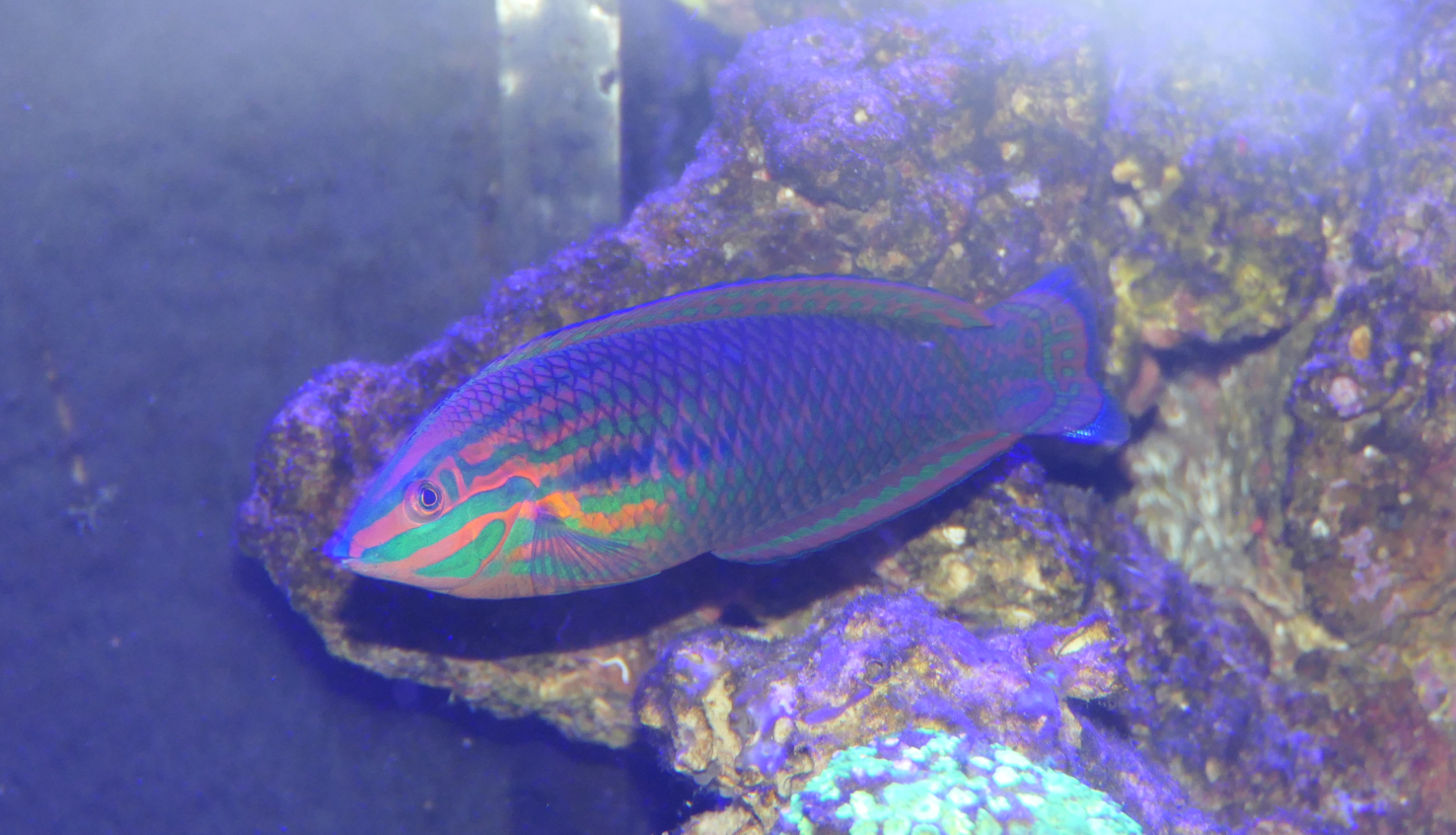 False-eyed Wrasse (Halichoeres biocellatus) - Cairns Koalas and Creatures