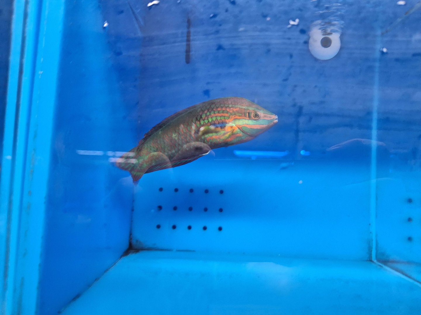 False-eyed Wrasse (Halichoeres biocellatus)