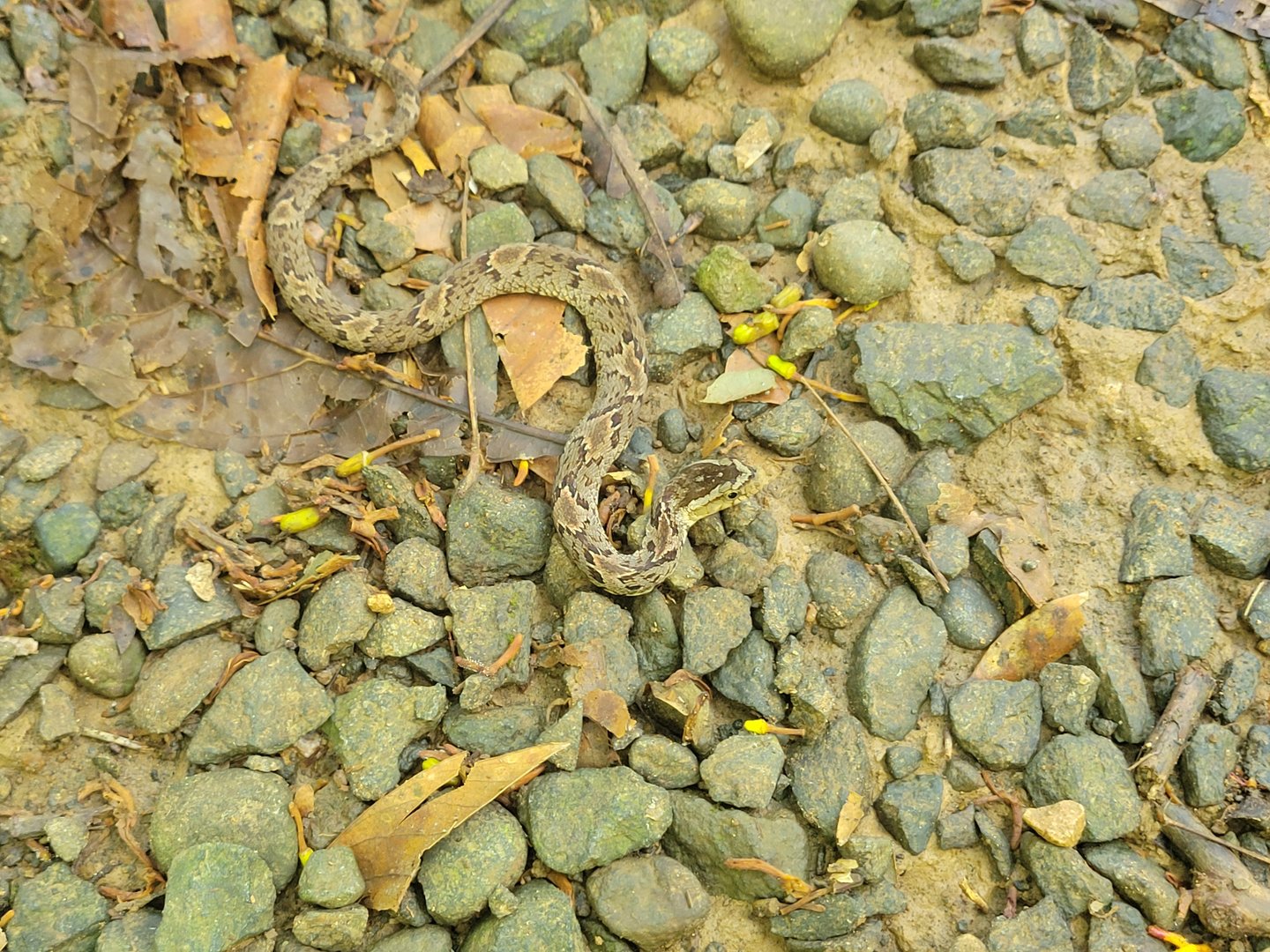 False Fer-de-Lance (May 2022 Soltis Center)