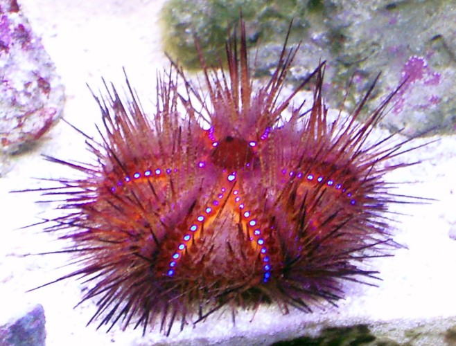 False Fire Urchin (Astropyga radiata)
