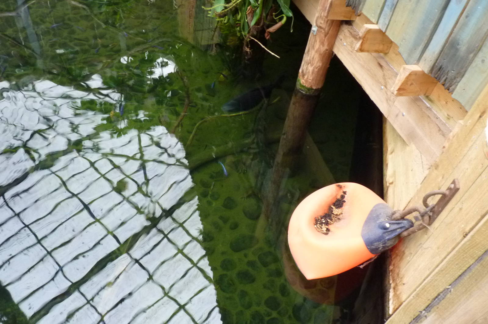 False Gavial, 26 December 2012