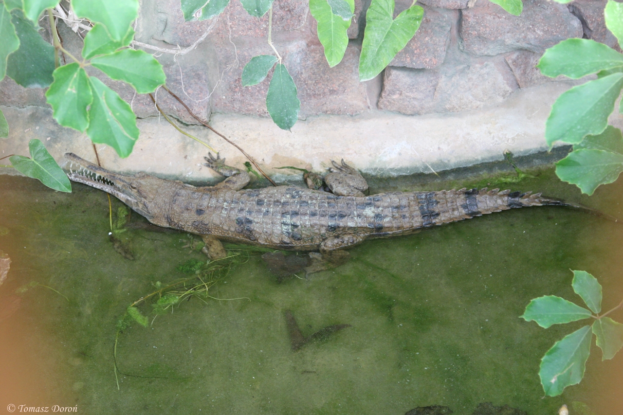 False Gavial (Tomistoma schlegeli)