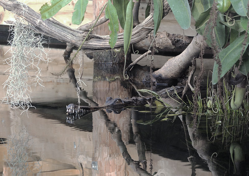 False gavial