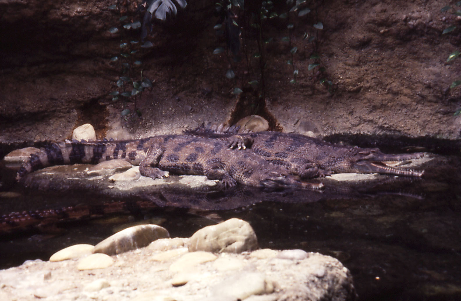 False Gavials