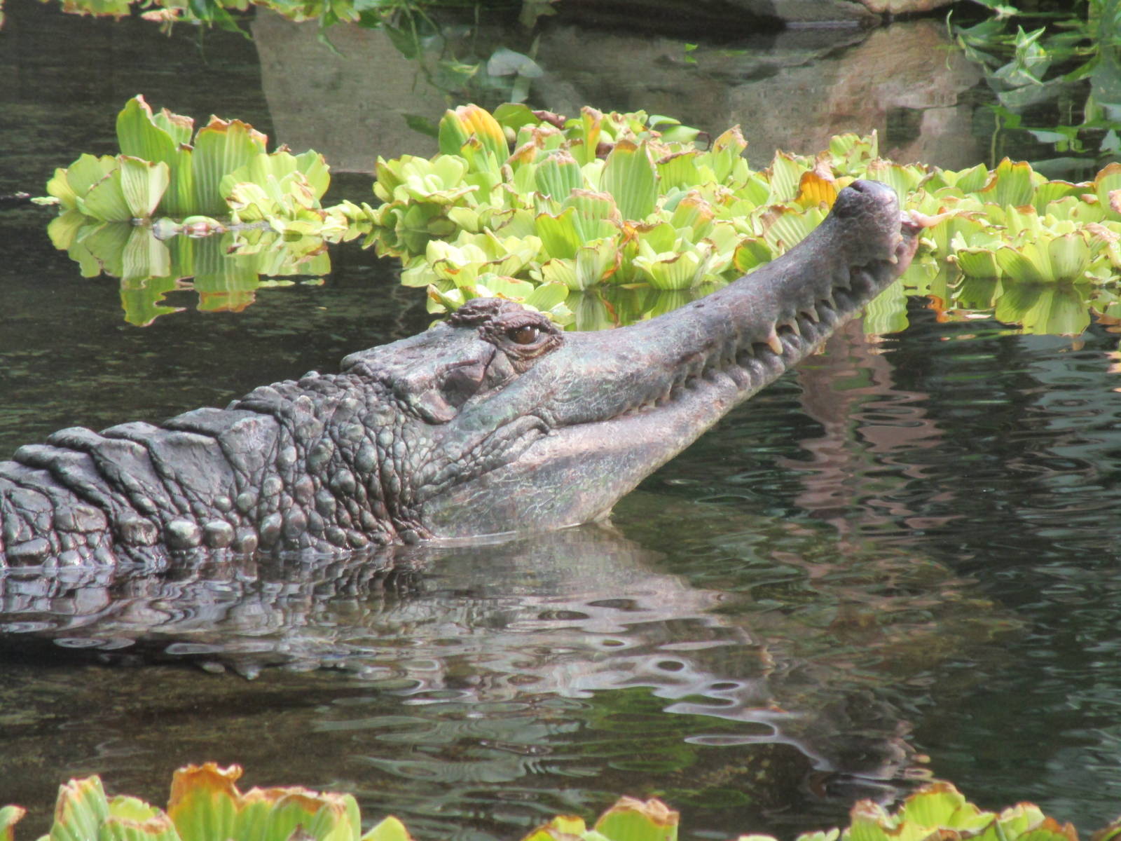 False Gharial - 07/09/15