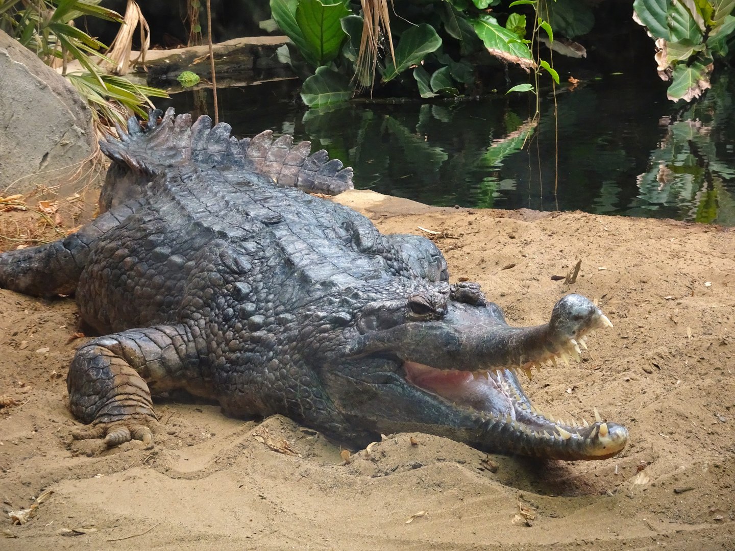 False Gharial 16 August 2025