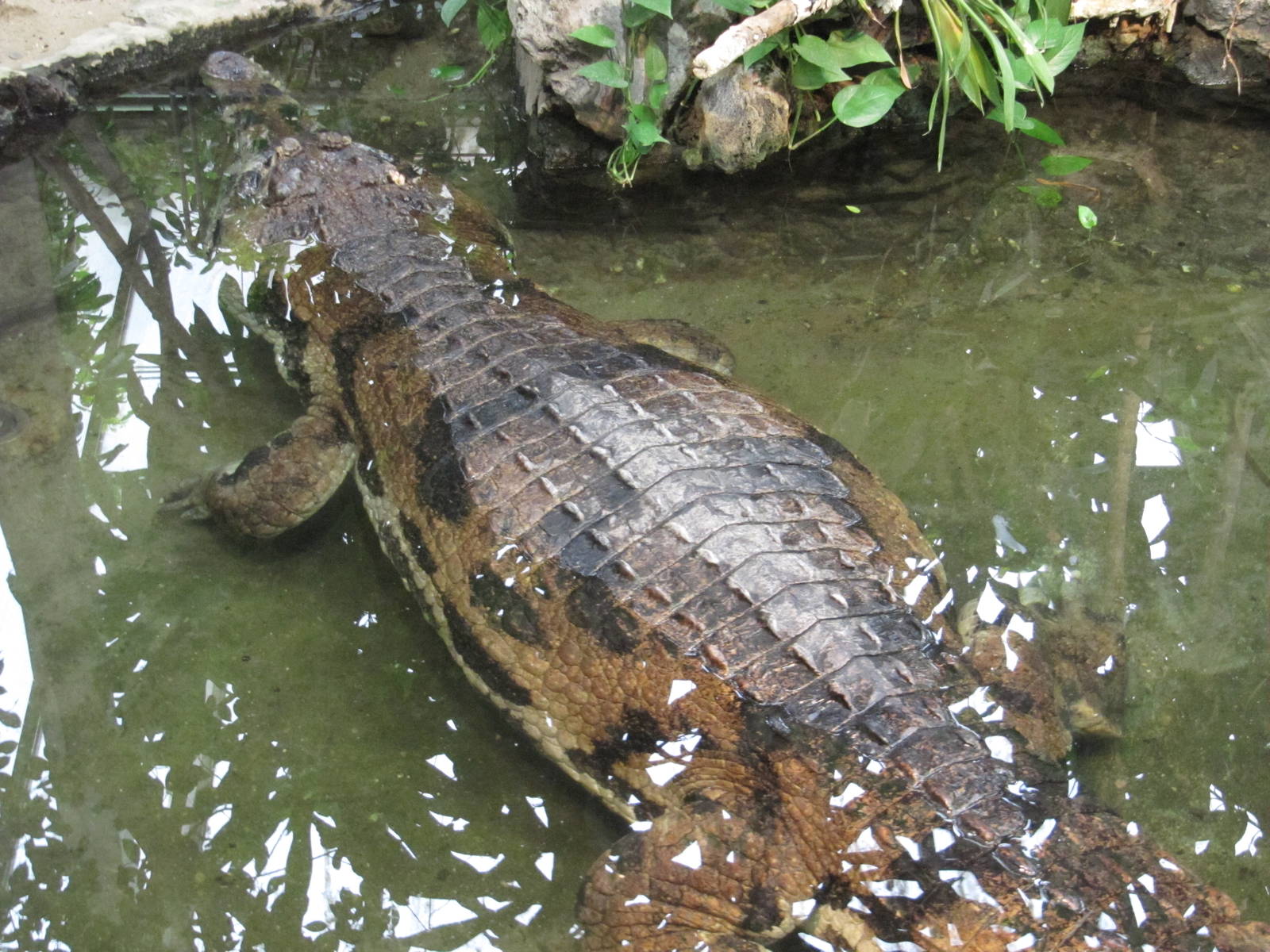 False Gharial 2010