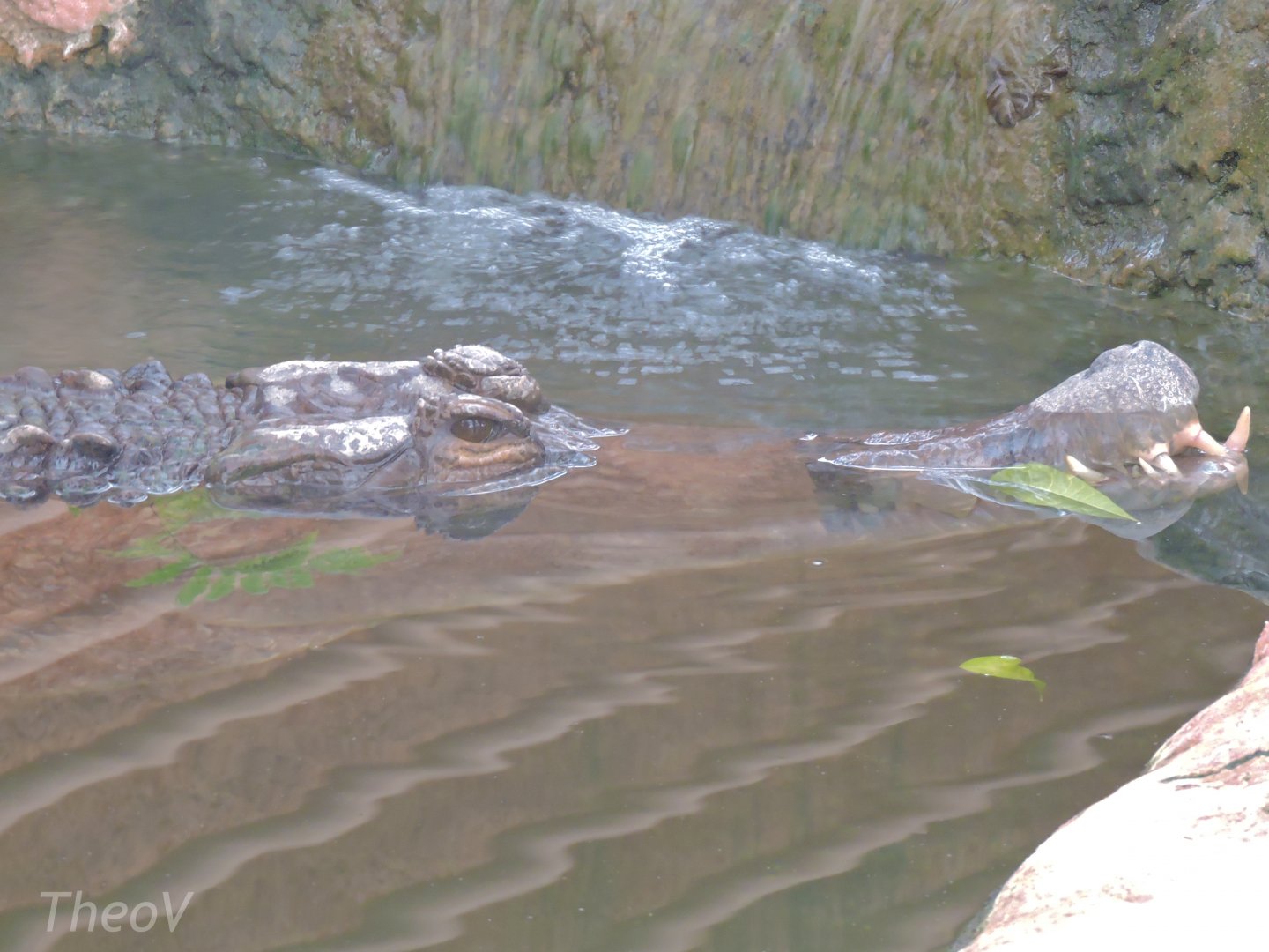 False gharial [2016]