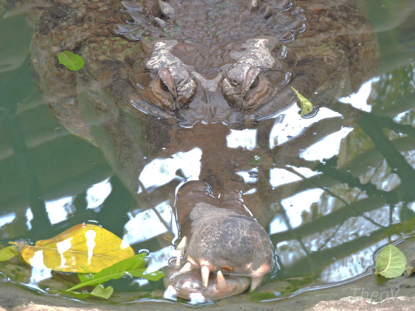 False gharial [2016]