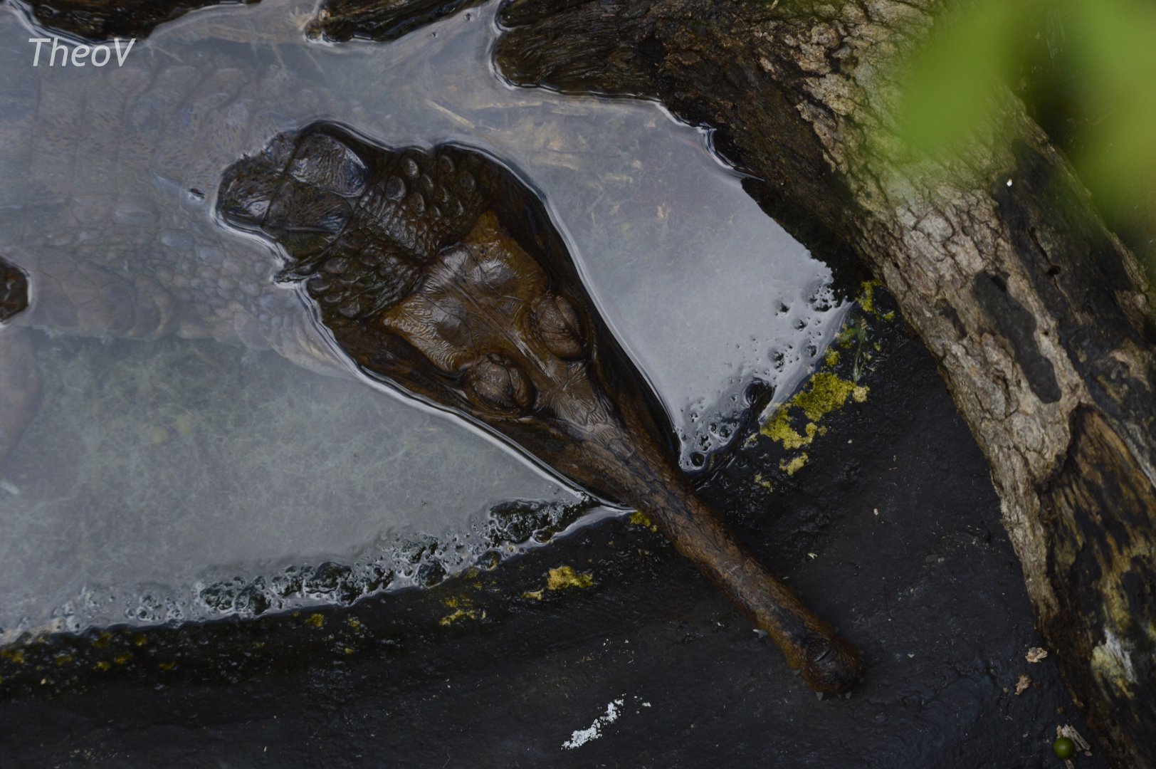 False gharial [2017]