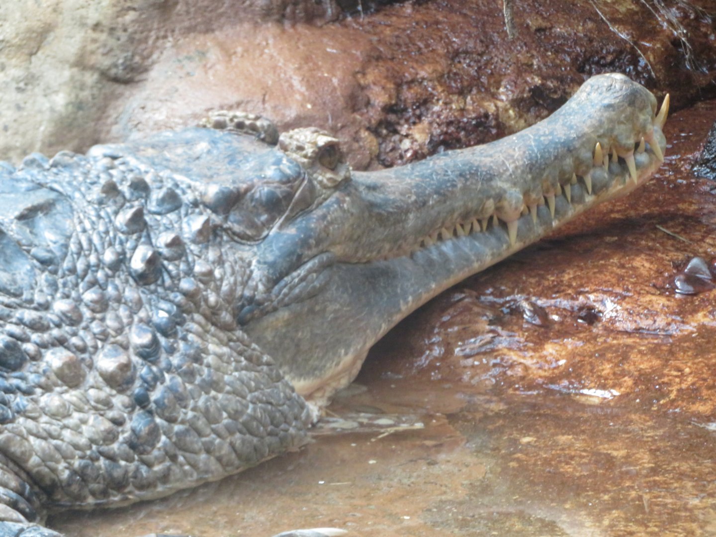 False Gharial (2019)