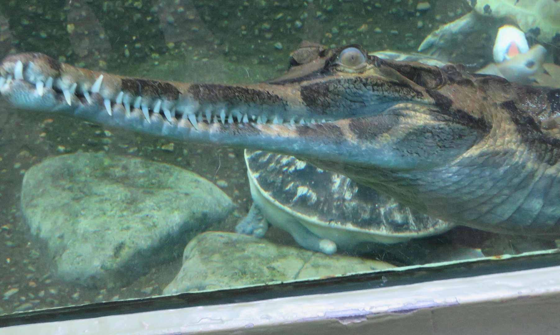 False gharial (a.k.a. Tomistoma)