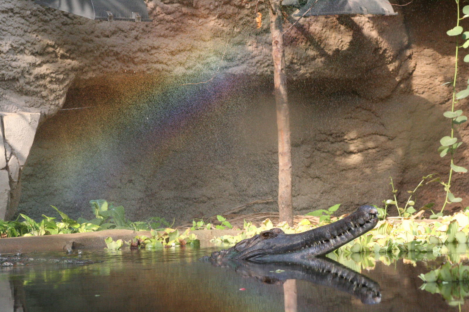 False Gharial and sprinkler rainbow @ Chester; 15.09.2015