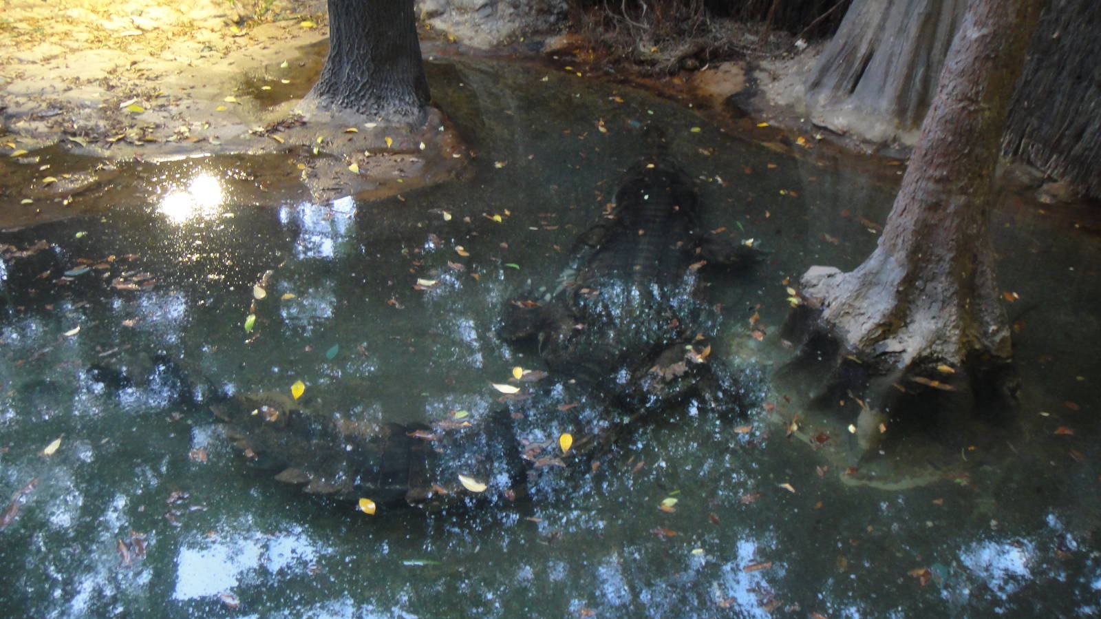False gharial at Bronx zoo 2014-12-29