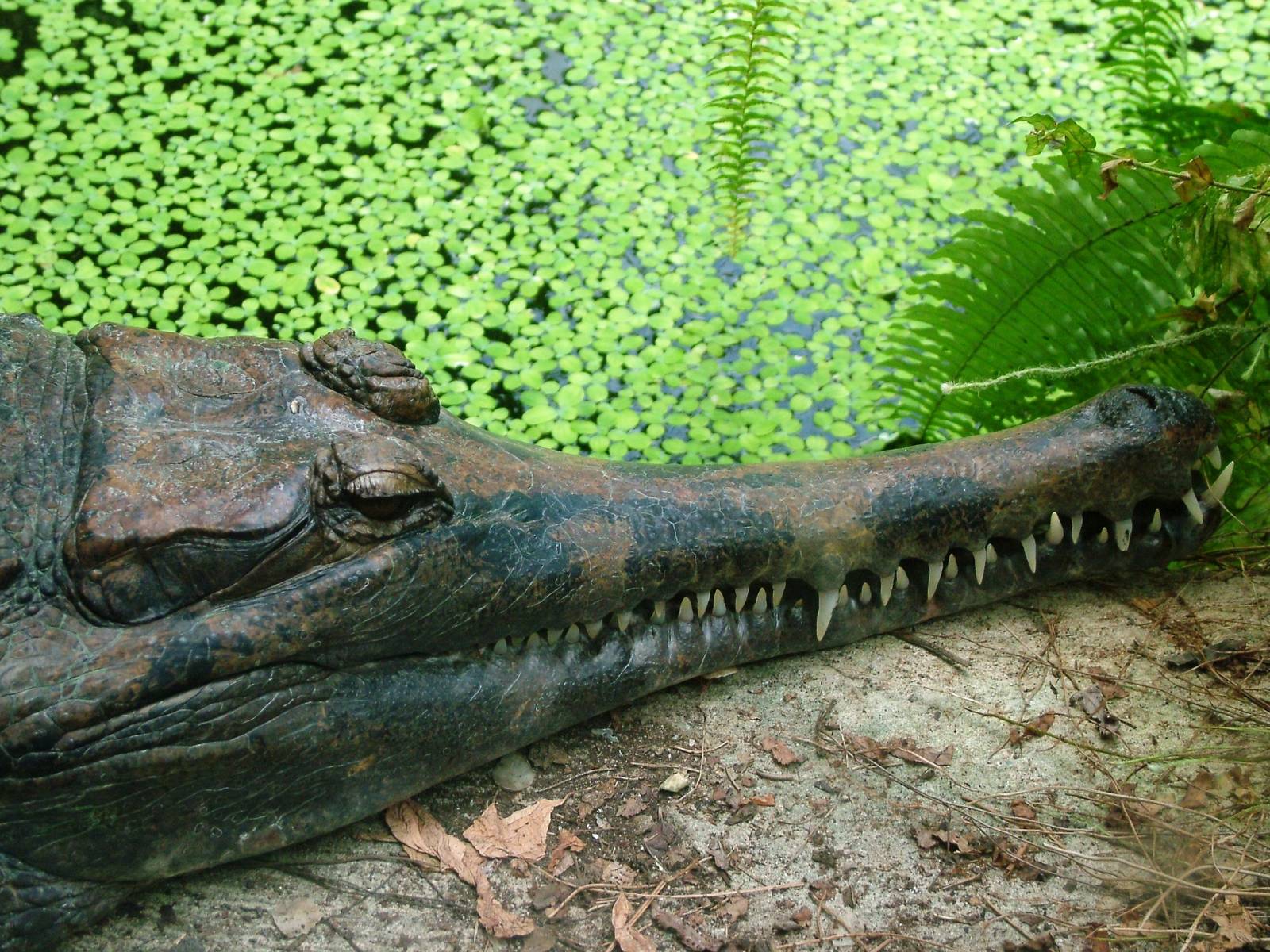 False Gharial at Dvur Kralove, 27/08/12