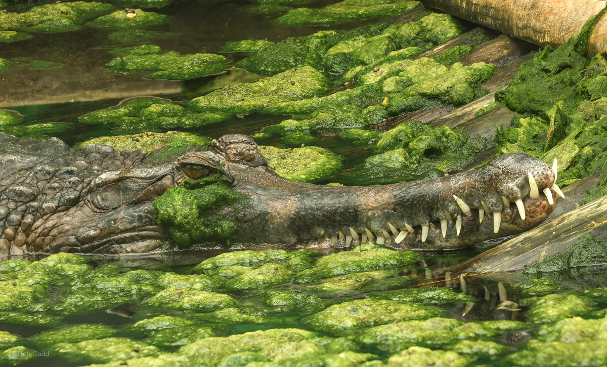 False gharial : Call of the Wild : 17 Jul 2025
