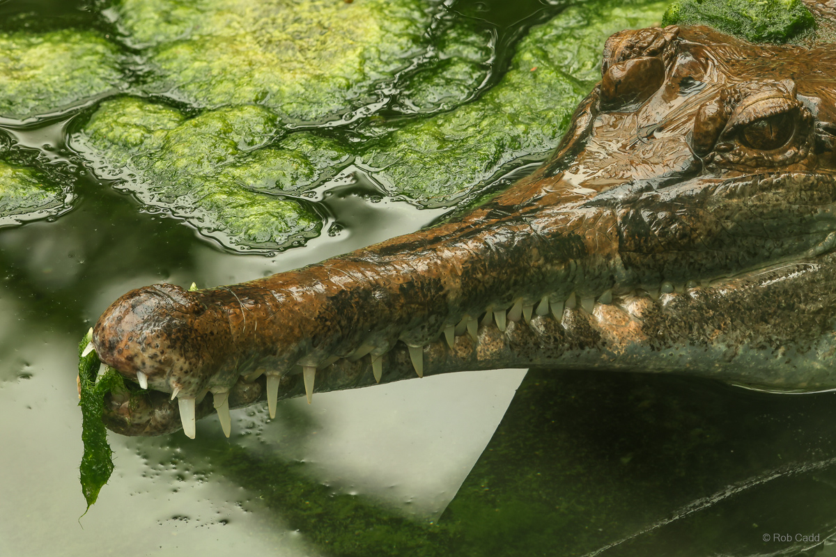 False gharial : Call of the Wild : 17 Jul 2025