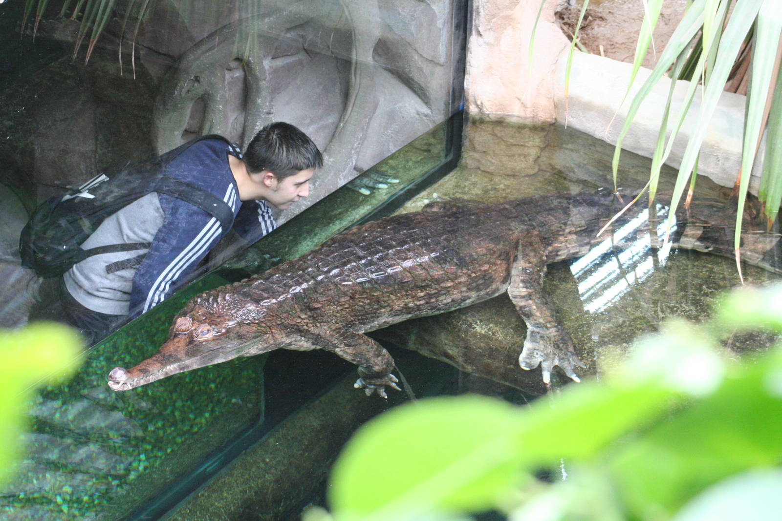 False Gharial @ Chester; 15.09.2015