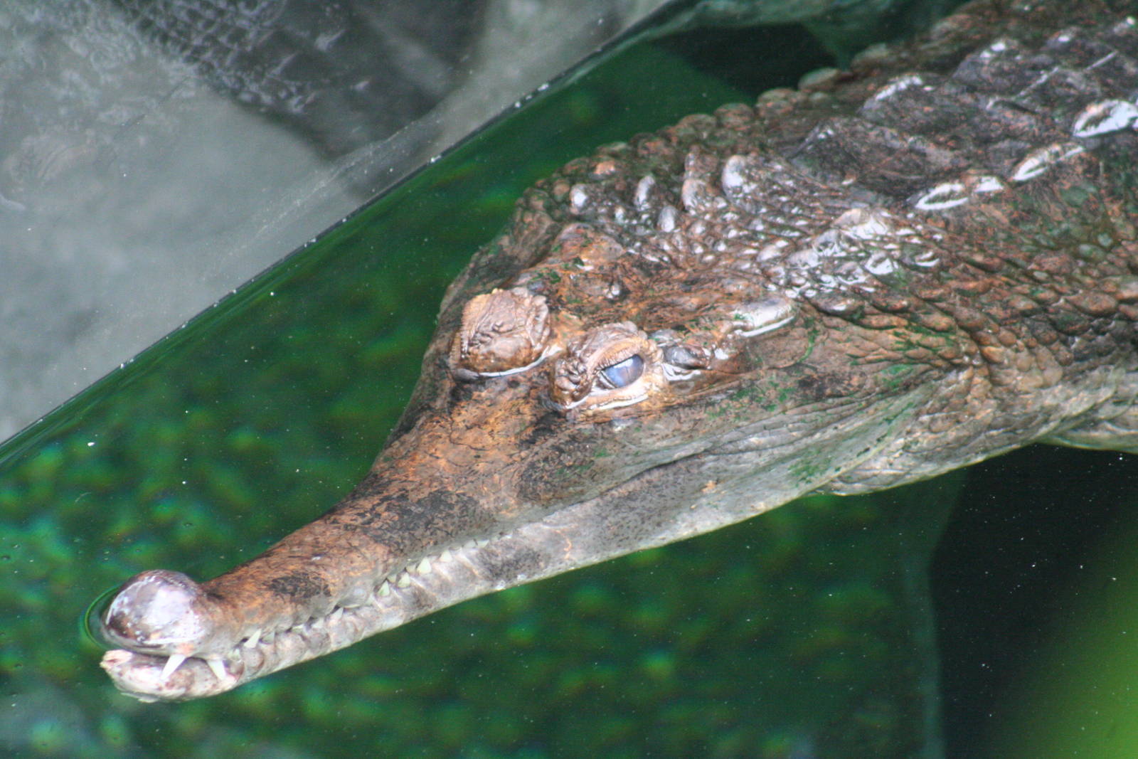 False Gharial @ Chester; 15.09.2015