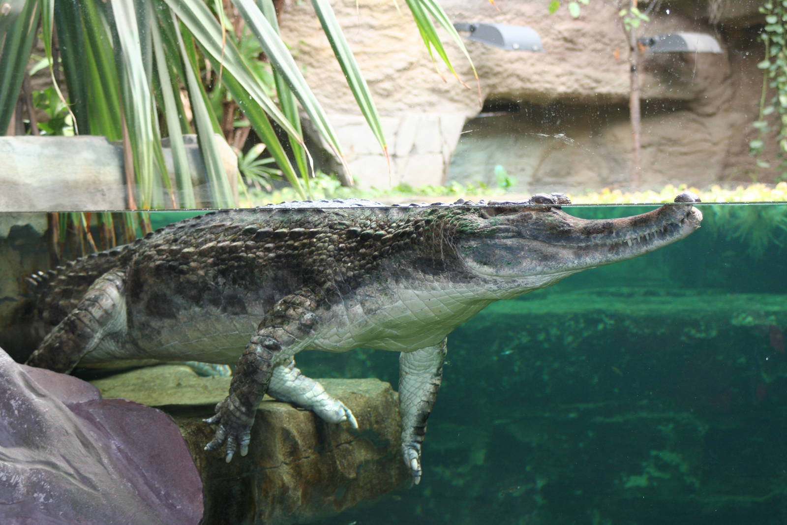 False Gharial @ Chester; 15.09.2015