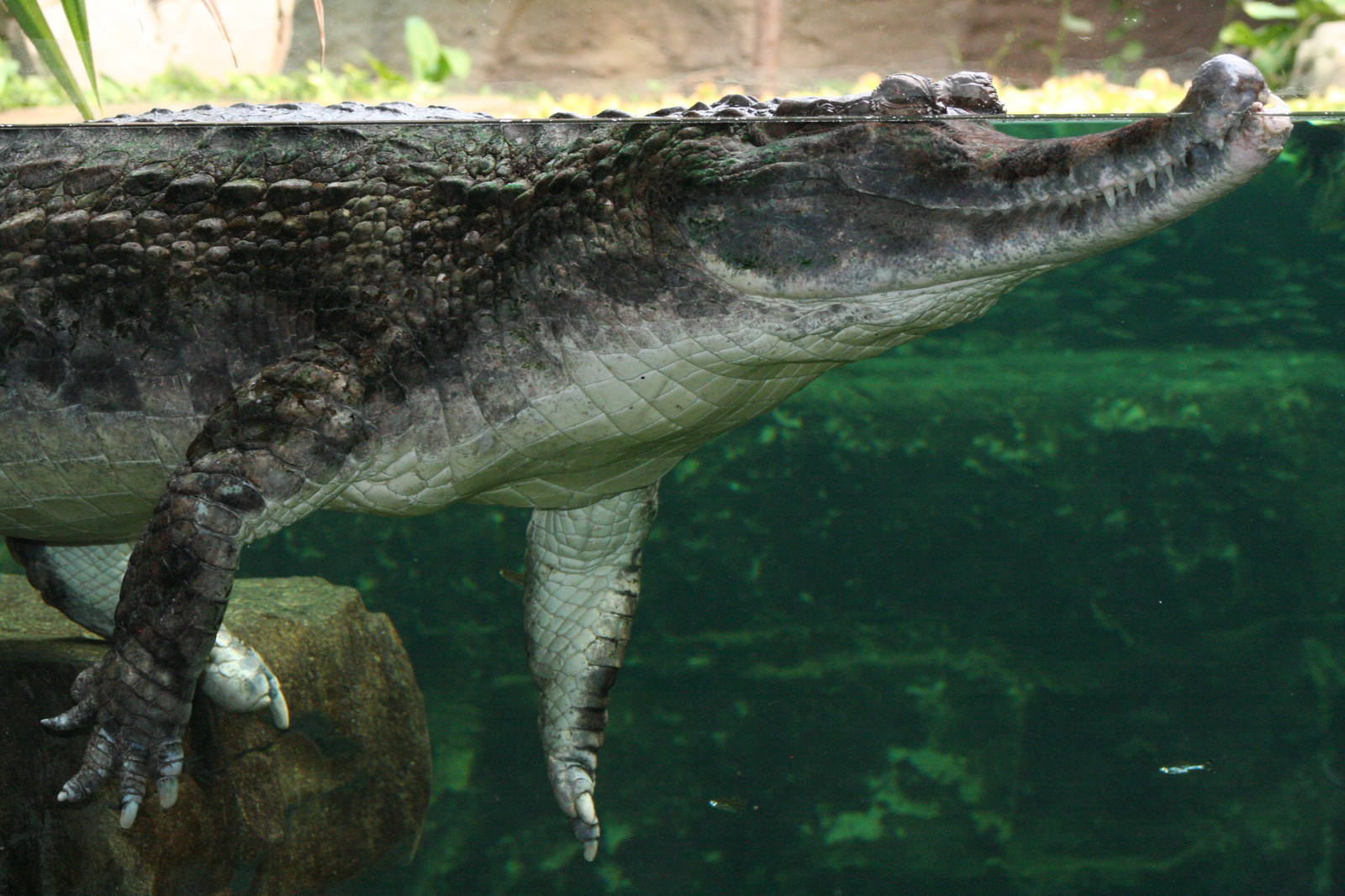 False Gharial @ Chester; 15.09.2015