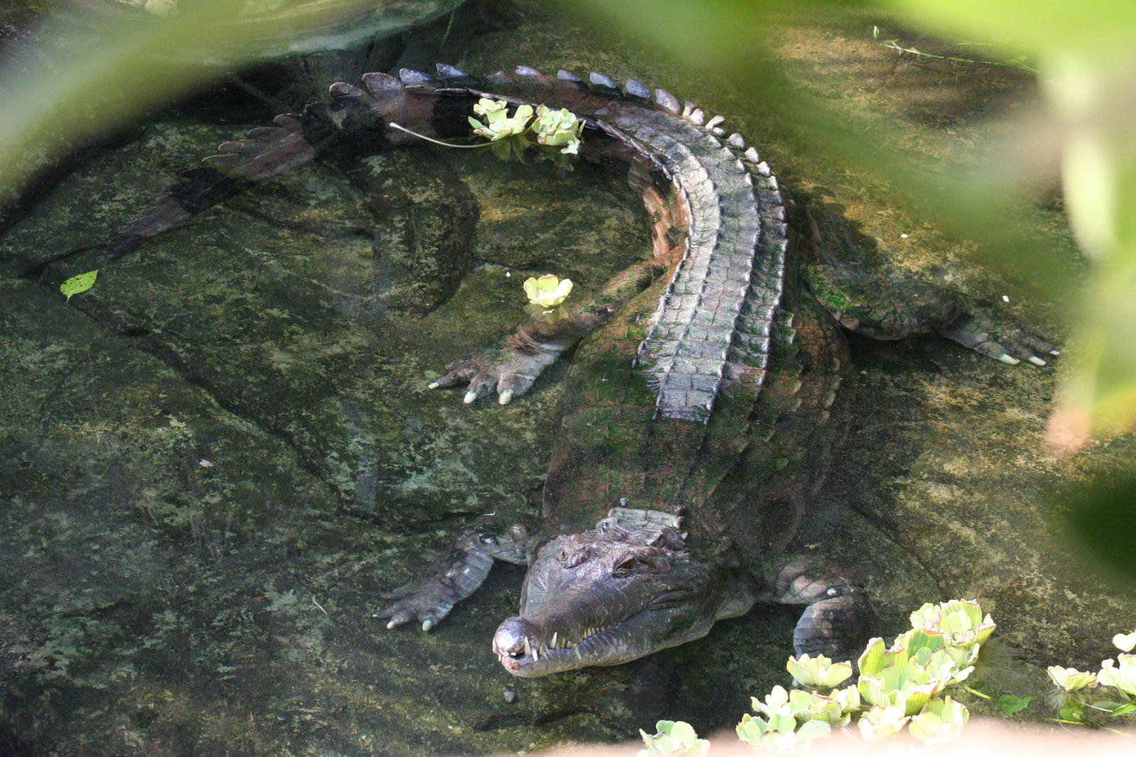 False Gharial @ Chester; 15.09.2015