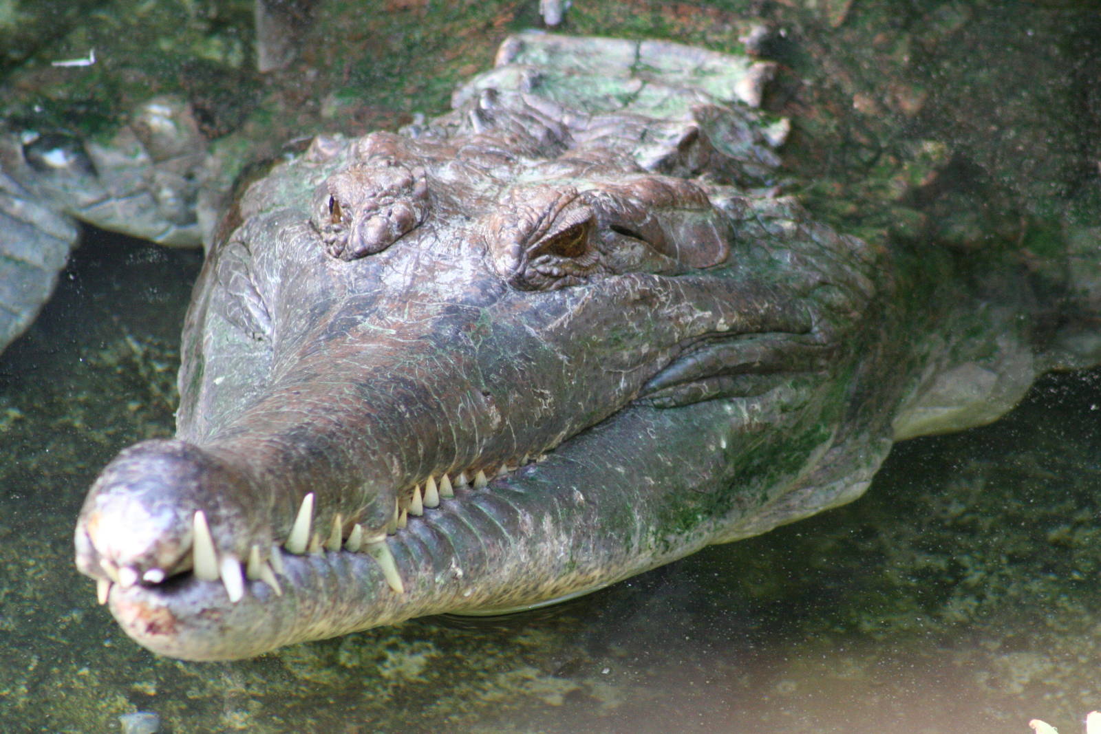 False Gharial @ Chester; 15.09.2015