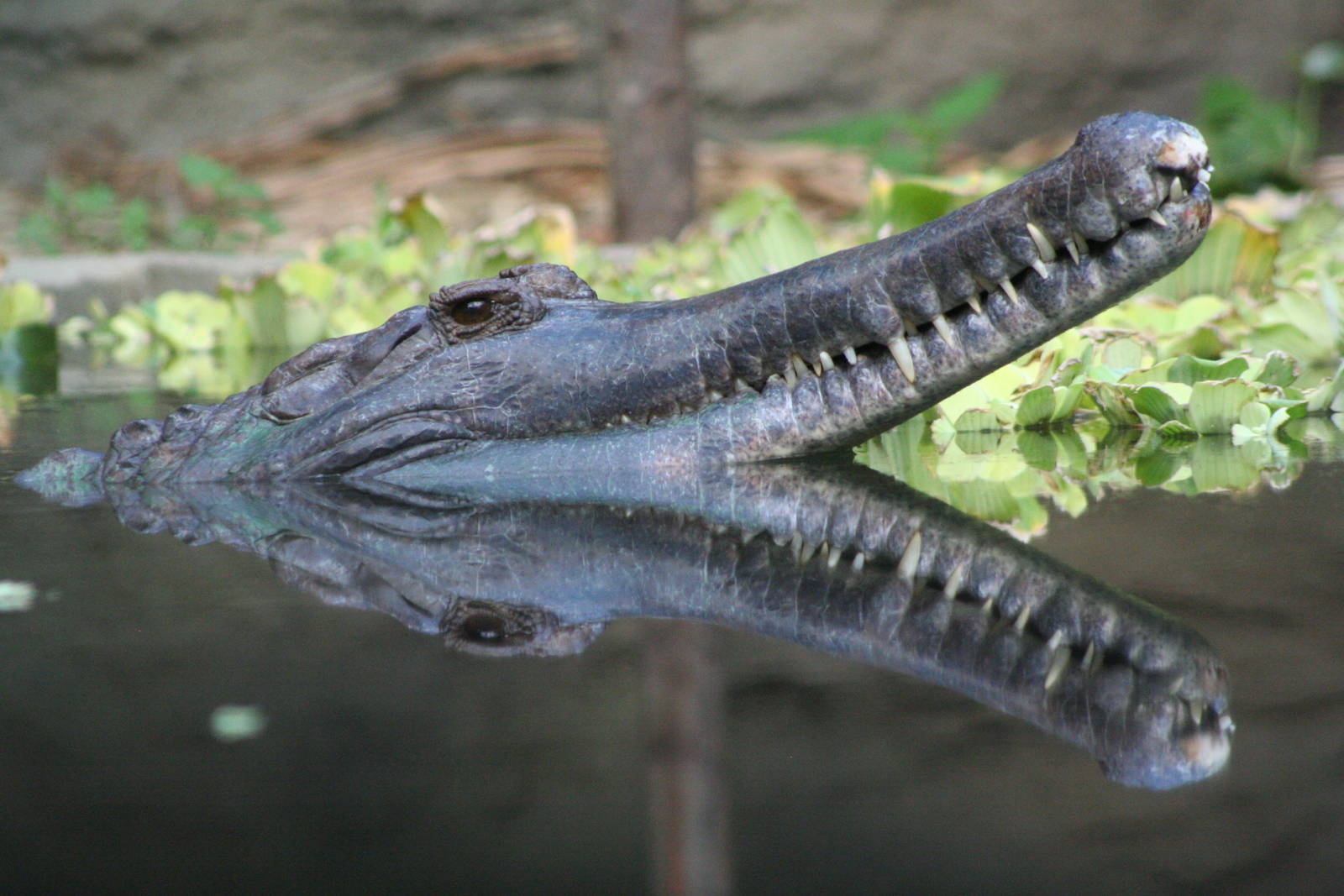 False Gharial @ Chester; 15.09.2015
